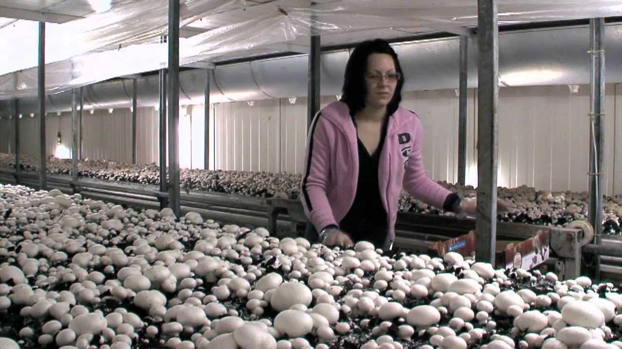 1A.TV - Zürcher Immobilien, Belp (Video)